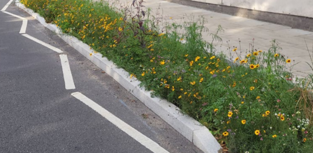 Image of greening and planting with small yellow flowers on a raised bed between the pavement and road