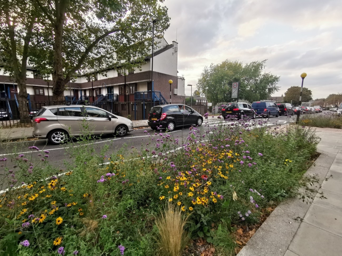 planting in the pavement with flowers blooming